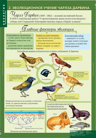 Биология 10-11 классы. Эволюционное учение Биология 10-11 классы. Эволюционное учение